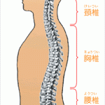 胸椎　